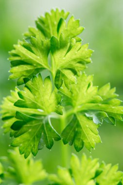 Yeşil yaprakları closeup ile lezzetli sulu Kıvırcık maydanoz