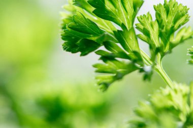 Yeşil yaprakları closeup ile lezzetli sulu Kıvırcık maydanoz