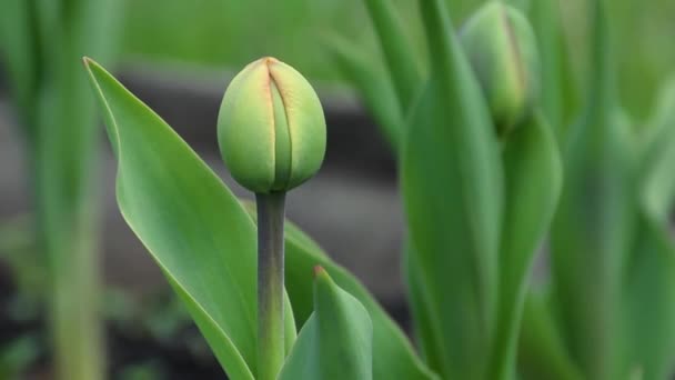 Mooie Nog Ongerepte Toppen Van Gele Tulpen Tuin Het Voorjaar — Stockvideo