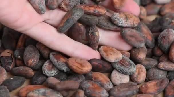 Deliciosos Granos Cacao Tostados Color Marrón Aromático Sobre Una Mesa — Vídeo de stock