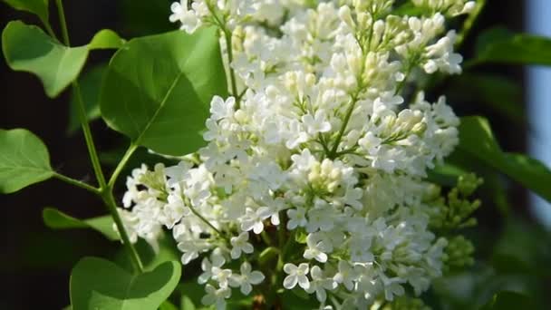 夏の日光の下で緑の葉を持つ美しい咲く白いライラックの花 — ストック動画