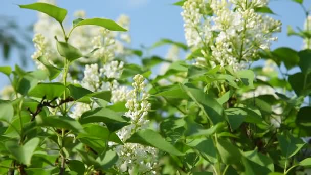 Schöne Blühende Weiße Fliederblüten Mit Grünen Blättern Sonnenlicht Sommer — Stockvideo