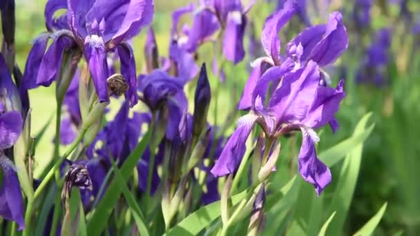 De belles fleurs violettes iris au soleil avec des feuilles vertes soufflées dans la brise légère en été dans le jardin 
