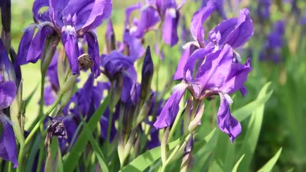 Lindas Flores Violetas Íris Luz Sol Com Folhas Verdes Sopradas — Vídeo de Stock