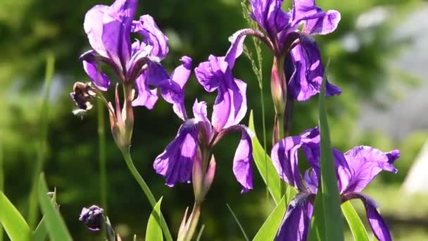 Lindas Flores Violetas Íris Luz Sol Com Folhas Verdes Sopradas — Vídeo de Stock