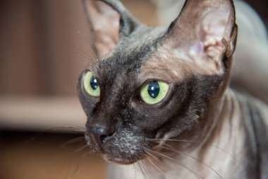 Evde yeşil ve sarı gözlü güzel safkan kel kedi Sfenks portresi