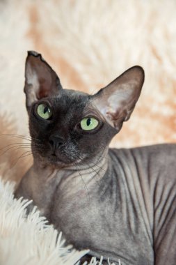 Evde yeşil ve sarı gözlü güzel safkan kel kedi Sfenks portresi