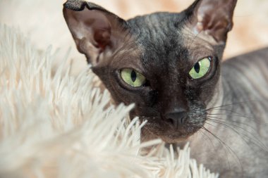 Evde yeşil ve sarı gözlü güzel safkan kel kedi Sfenks portresi