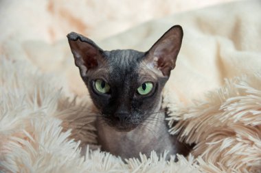 Evde yeşil ve sarı gözlü güzel safkan kel kedi Sfenks portresi