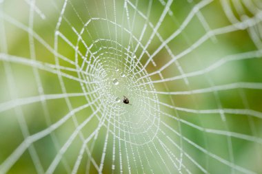 Bir sis yaz şafak ince güzel web üzerindeki çiy ışık damla