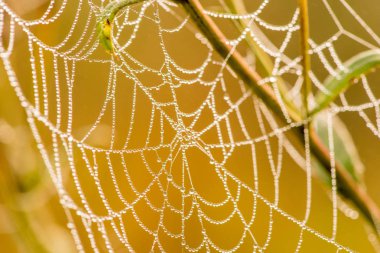 Bir sis yaz şafak ince güzel web üzerindeki çiy ışık damla