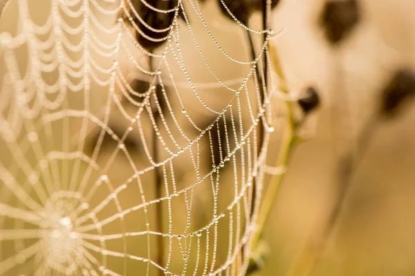 Легкі Краплі Роси Тонкій Красивій Павутині Влітку Тумані Світанку — стокове фото