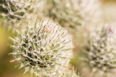 Çiçekler ve yabani bitki Dulavratotu closeup yaz bir çayır üzerinde dikenleri