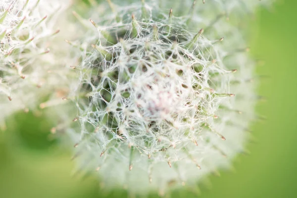 Blumen Und Stacheln Einer Wildpflanze Klette Nahaufnahme Auf Einer Wiese — Stockfoto