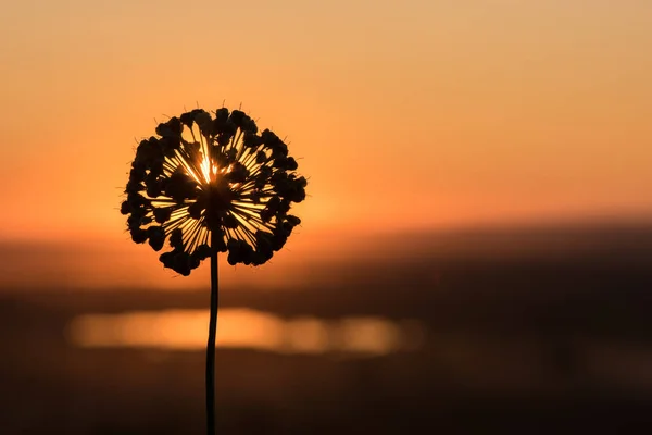 Piękna Sylwetka Dzika Bow Allium Piłkę Tle Zachodu Słońca Latem — Zdjęcie stockowe