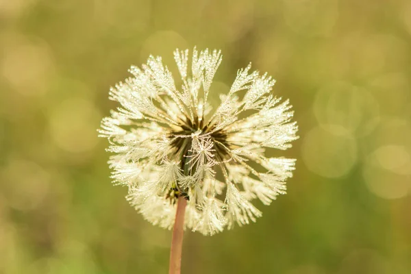 Makrofoto Von Morgendlichen Tautropfen Auf Einem Flauschigen Löwenzahn Sommer Auf — Stockfoto