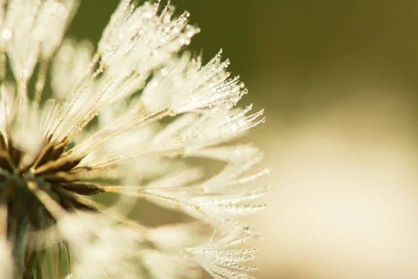 Makrofoto Von Morgendlichen Tautropfen Auf Einem Flauschigen Löwenzahn Sommer Auf — Stockfoto