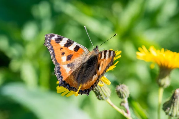 Güzel kelebek kurdeşen yaz aylarında sarı bir karahindiba çiçek nektar toplar