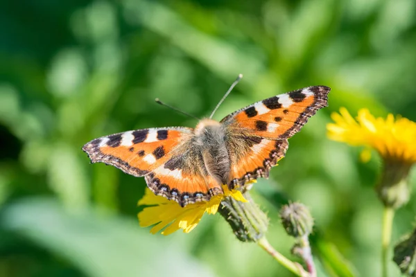 Güzel kelebek kurdeşen yaz aylarında sarı bir karahindiba çiçek nektar toplar
