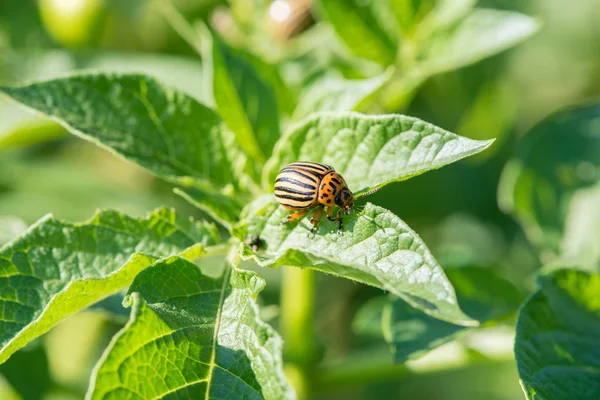 Kolorado böceği yaz bahçesinde yeşil taze patates yaprakları yiyor.