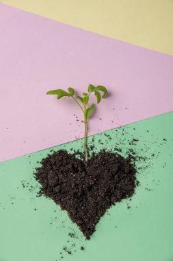 Domates Bahçe sezonu için bir arka plan pastel renklerde toprağa Filiz