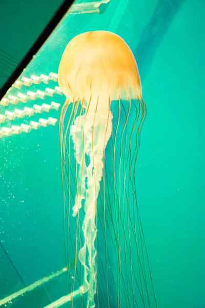 Vackra Magiska Och Farliga Maneter Flytande Ett Akvarium Med Bakgrundsbelyst — Stockfoto