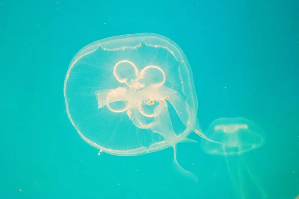 백라이트 물으로 수족관에 마법과 위험한 해파리 — 스톡 사진