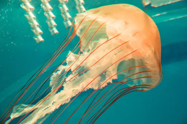 Lindas Mágicas Perigosas Medusas Flutuando Aquário Com Água Fundo — Fotografia de Stock