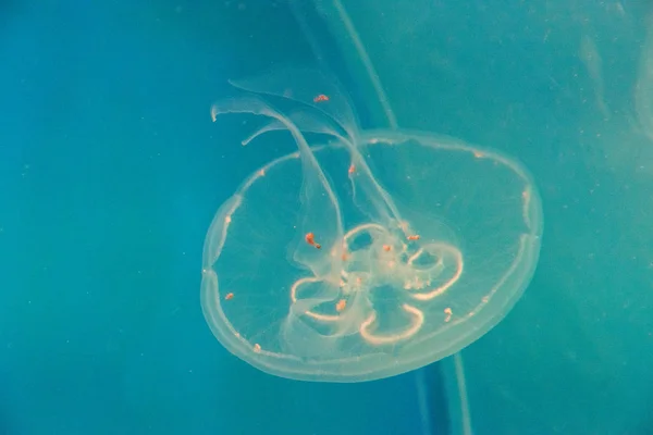Lindas Mágicas Perigosas Medusas Flutuando Aquário Com Água Fundo — Fotografia de Stock