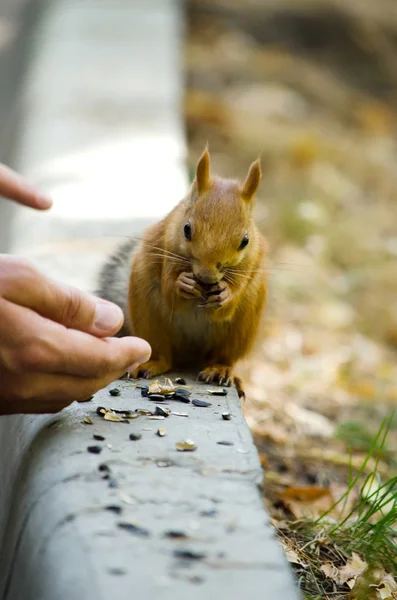 Redhead Little Squirrel Eats Seeds Human Hands Summer — Stock Photo, Image