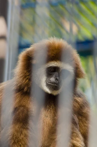 A beautiful fluffy brown monkey sits in a cage at the zoo in summer