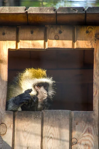 A beautiful fluffy brown monkey sits in a cage at the zoo in summer