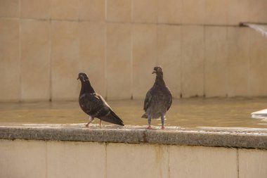 Yaz aylarında su şehrin yakınında iki güzel gri güvercin standı
