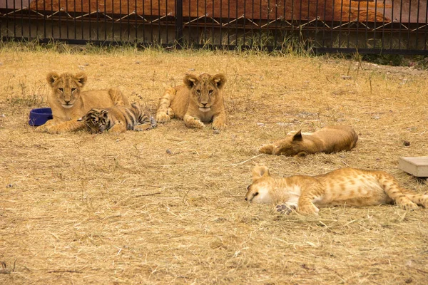 Tiger cub, little ligers and lions sleep on the dry grass in the summer in a zoo
