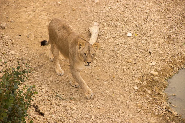 Adult Beautiful Lioness Stands Watering Place Dried Grass — Stock Photo, Image