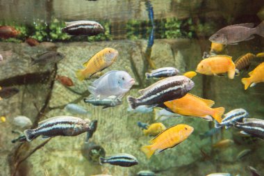 Taşlar ve deniz yosunu arka planı açık suda yüzen güzel akvaryum balık