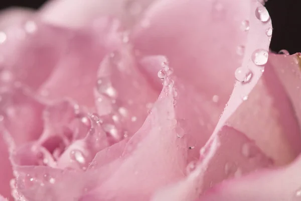 Прекрасний Бутон Троянд Краплями Води Чорному Тлі — стокове фото