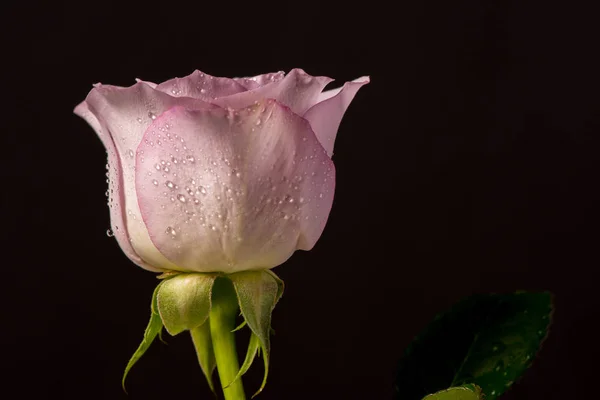 Όμορφο Τριαντάφυλλο Μπουμπούκι Νερό Που Πέφτει Πάνω Μαύρο Φόντο — Φωτογραφία Αρχείου