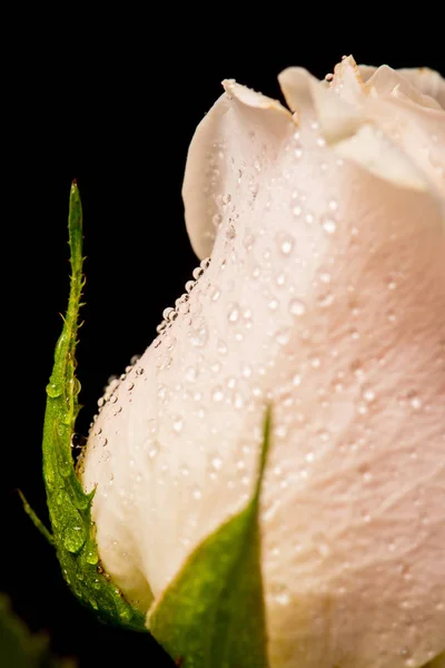 Gyönyörű Rózsa Bud Víz Csepp Fekete Háttér — Stock Fotó