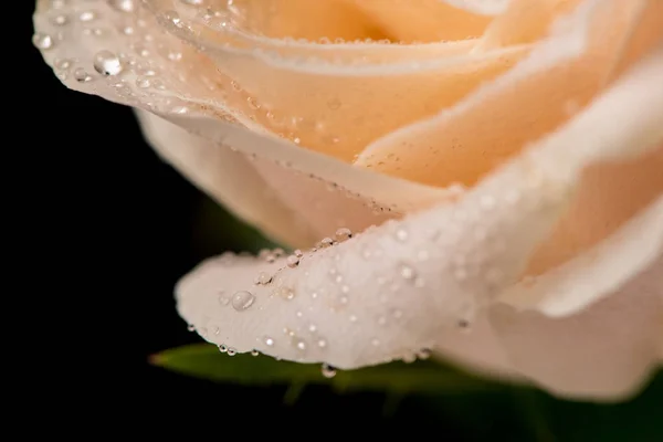Прекрасний Бутон Троянд Краплями Води Чорному Тлі — стокове фото