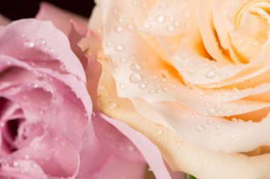 Su ile güzel gül bud bir siyah arka plan üzerine düşer