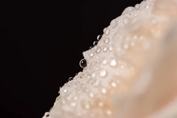 Schöne Rosenknospe Mit Wassertropfen Auf Schwarzem Hintergrund — Stockfoto