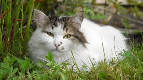 美丽蓬松的白猫正在休息 躺在绿色的草地上 在夏天 — 图库视频影像
