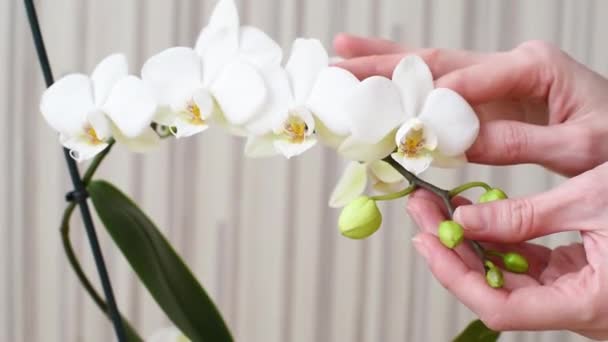 Hermosas Manos Femeninas Sostienen Flores Orquídea Blanca Con Hojas Verdes — Vídeo de stock