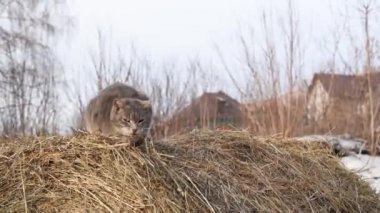 Köyde kışın saman üzerinde oturan komik kabarık gri kedi