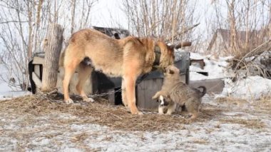 Yavru ile ahşap bir kabin yakınında bir zincir bir köyde kahverengi köpek Husky