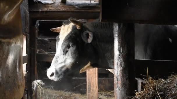 美しい大きな黒い雄牛が冬の納屋に立っている — ストック動画