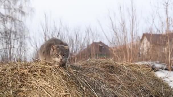 Funny Fluffy Gray Cat Sitting Straw Winter Village — Stock Video