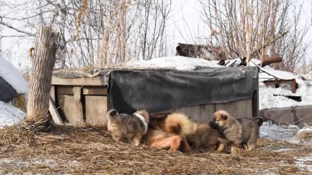 Brązowy Pies Husky Wiosce Łańcuchu Pobliżu Drewnianego Stoiska Szczeniakami — Wideo stockowe