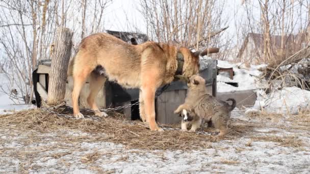 Brązowy Pies Husky Wiosce Łańcuchu Pobliżu Drewnianego Stoiska Szczeniakami — Wideo stockowe